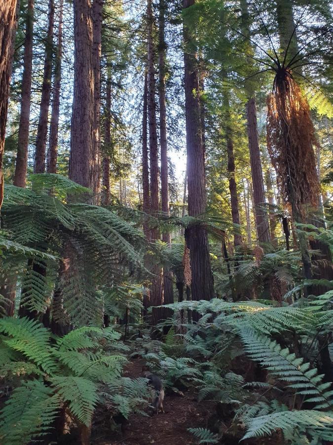 Folia Domus Nz, Redwoods, Mbt Villa Distretto di Distretto di Rotorua Esterno foto